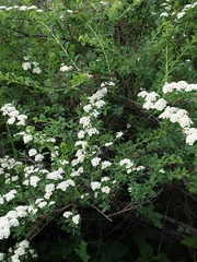 Spiraea nipponica