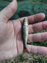 Clinostomus funduloides