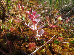 Exobasidium oxycocci