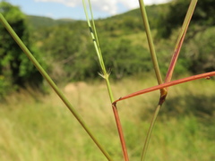 Aristida congesta barbicollis