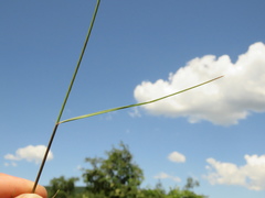 Aristida congesta barbicollis