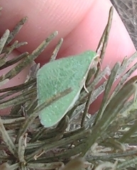 Synchlora faseolaria