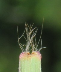 Aristida congesta barbicollis