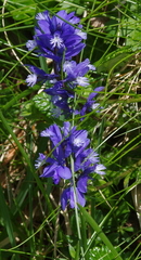 Polygala alpestris