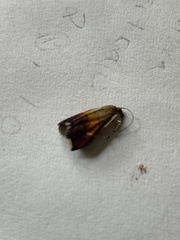Pyrausta bicoloralis