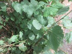 Tilia