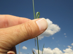 Aristida congesta barbicollis