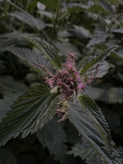 Urtica dioica