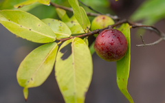 Myrciaria dubia