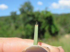 Aristida congesta barbicollis