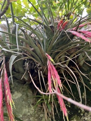 Tillandsia incurva