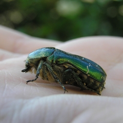 Cetonia aurata