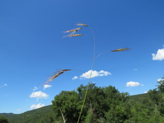 Aristida congesta barbicollis