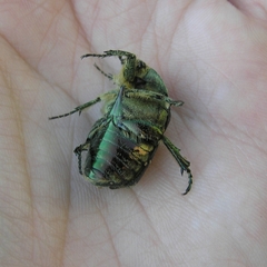 Cetonia aurata