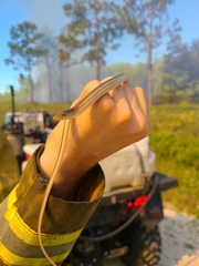 Ophisaurus compressus