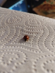 Harmonia axyridis