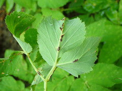 Puccinia aegopodii