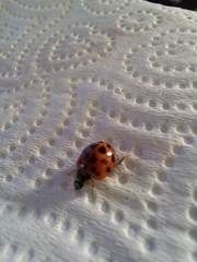 Harmonia axyridis
