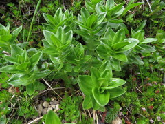 Gentiana platypetala