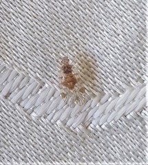 Amphipsocidae