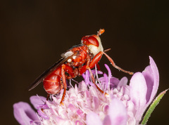 Myopa dorsalis