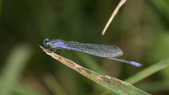 Enallagma semicirculare