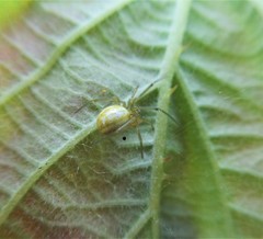 Enoplognatha ovata