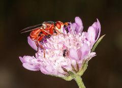 Myopa dorsalis