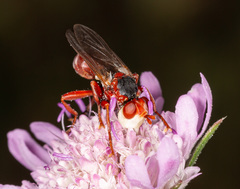 Myopa dorsalis