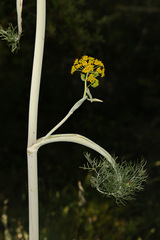 Ferula glauca