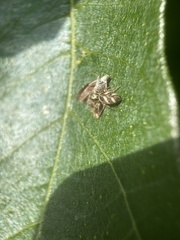 Choreutis nemorana