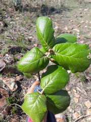 Quercus huicholensis