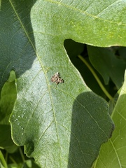Choreutis nemorana