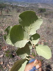 Quercus huicholensis