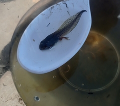 Pelophylax bedriagae