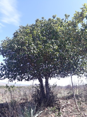Quercus huicholensis