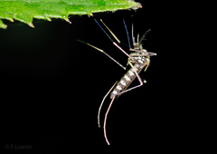 Aedes geniculatus