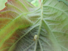 Enoplognatha ovata