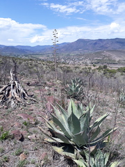Agave durangensis