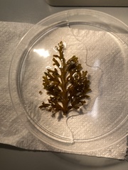 Cystoseira compressa
