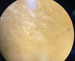 Cystoseira compressa