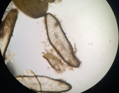 Cystoseira compressa