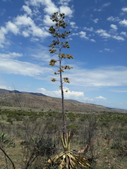 Agave durangensis