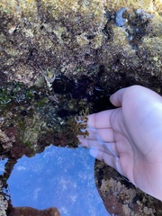 Cystoseira compressa