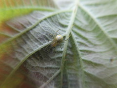 Enoplognatha ovata