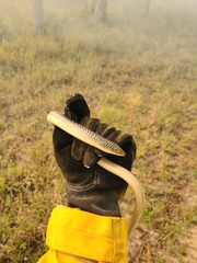 Ophisaurus compressus