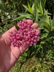 Asclepias incarnata incarnata