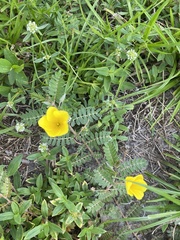 Tribulus cistoides