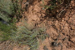 Santolina semidentata