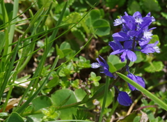 Polygala alpestris